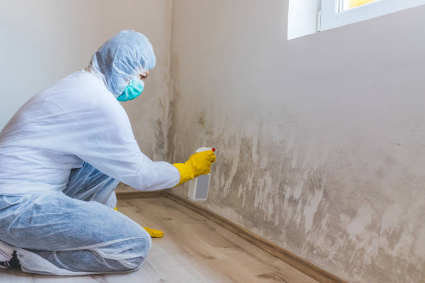 Licensed Attic Mold Remediation service in Yorktown, VA - Car Mold Remediation