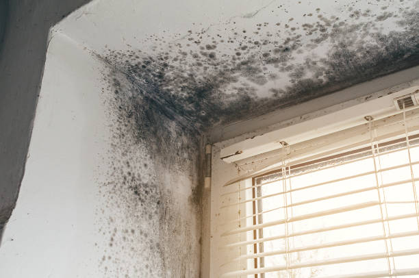 Affordable Attic Mold Remediation solutions in Yorktown, VA