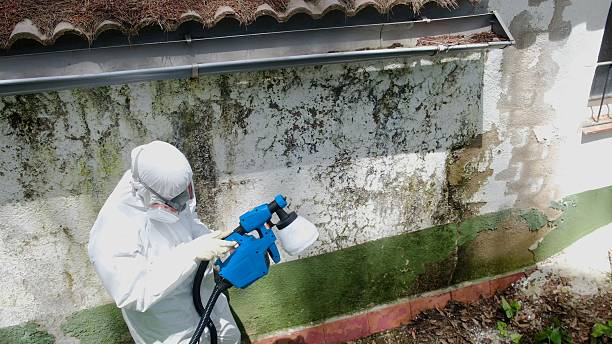 Top rated local Attic Mold Remediation specialists in Yorktown, VA